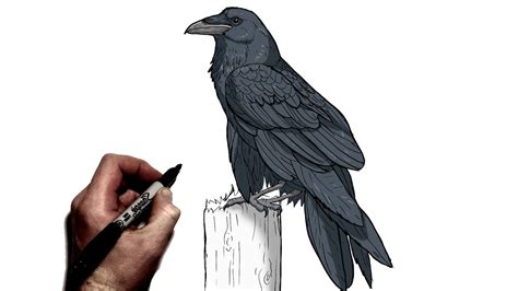 how to draw a raven|raven drawing reference.